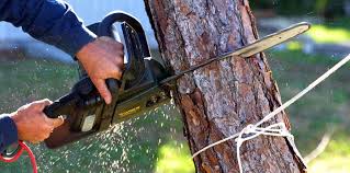 Best Tree Cabling and Bracing  in Anderson Island, WA
