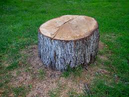 Best Hazardous Tree Removal  in Anderson Island, WA