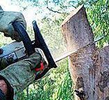 Best Tree Removal  in Anderson Island, WA