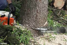 Professional Tree Removal in Anderson Island, WA