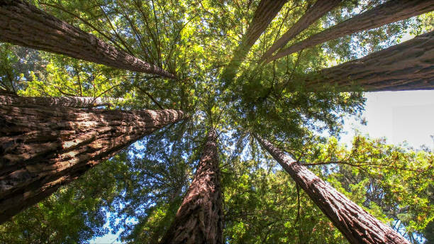Best Tree and Shrub Care  in Anderson Island, WA
