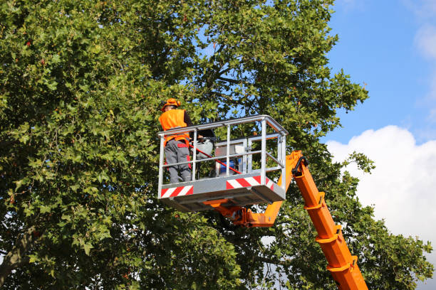 How Our Tree Care Process Works  in  Anderson Island, WA
