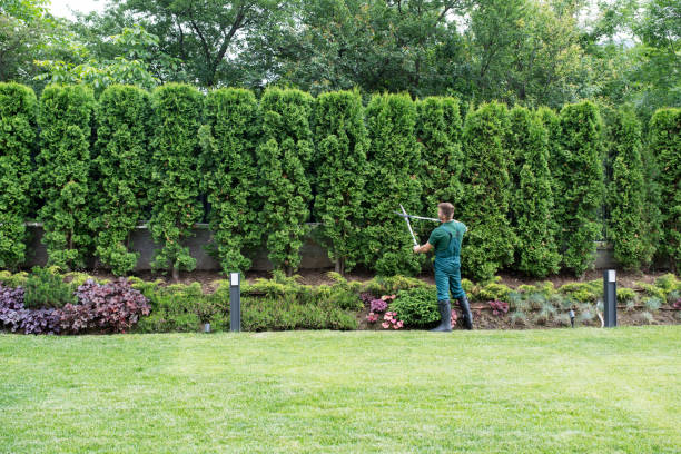 Best Leaf Removal  in Anderson Island, WA