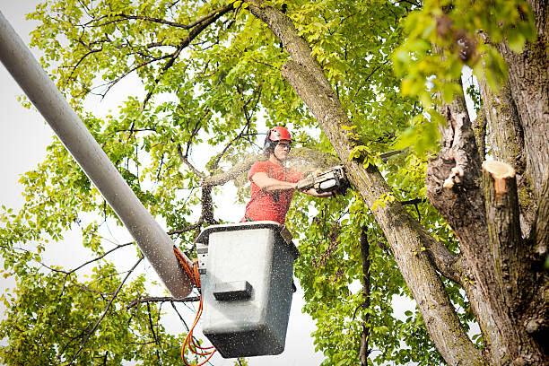 Best Fruit Tree Pruning  in Anderson Island, WA